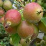 ヒメリンゴ バラ科リンゴ属